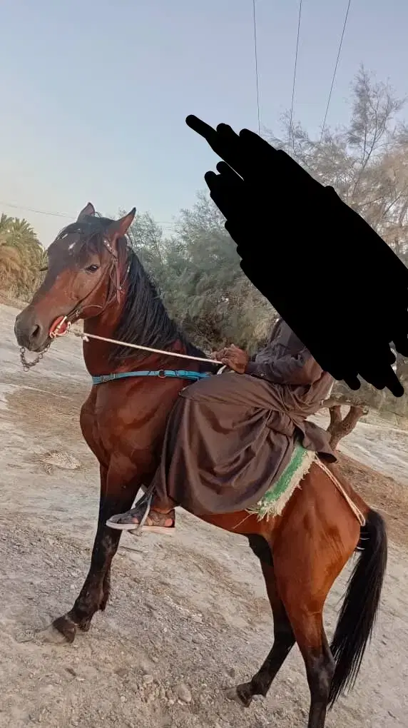 اسب تیز پا|اسب و تجهیزات اسب‌سواری|ایرانشهر, |دیوار