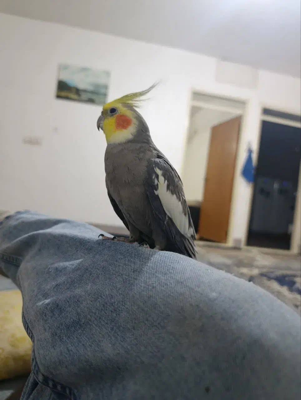 عروس هلندی|پرنده|شاهرود, |دیوار