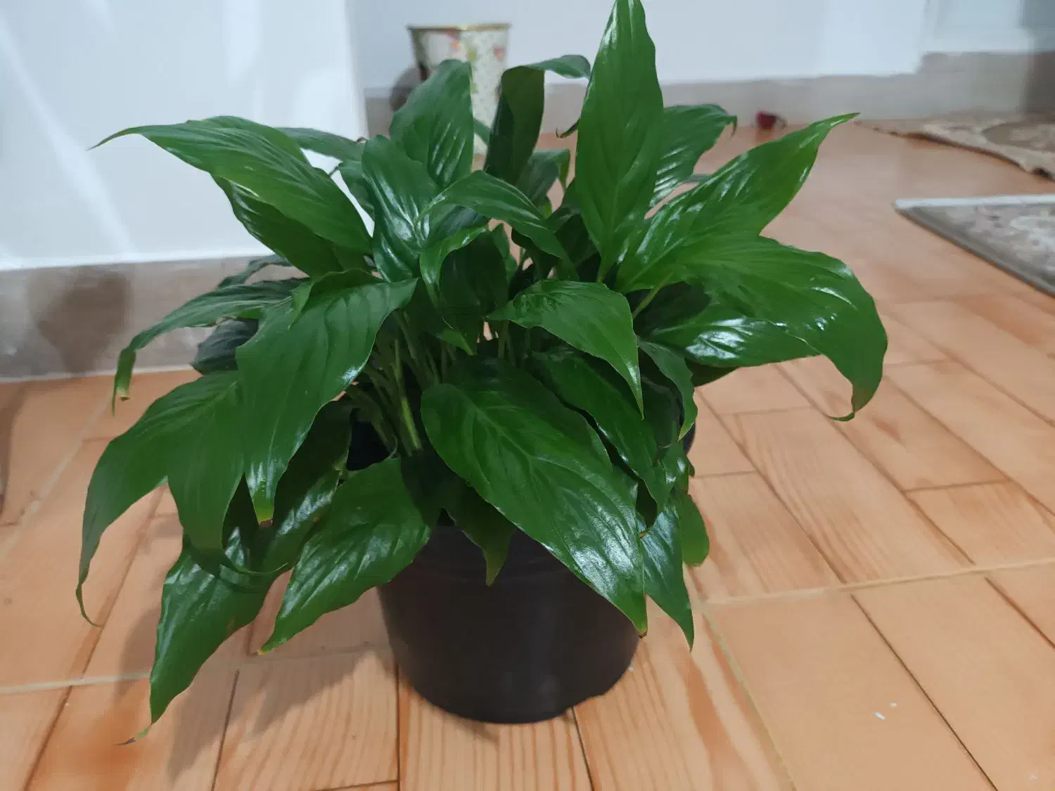 انواع گل|گل و گیاه طبیعی|تالش, هشتپر|دیوار