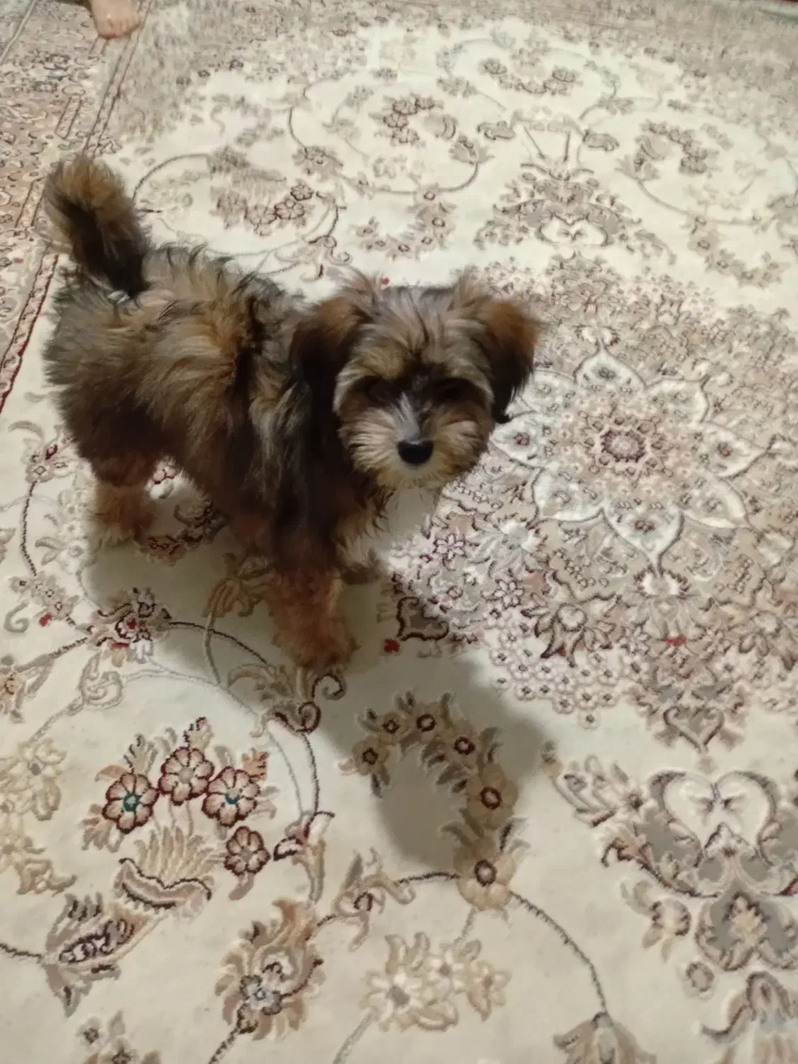 سگ کوچولو پاکوتاه|سگ|ارومیه, |دیوار