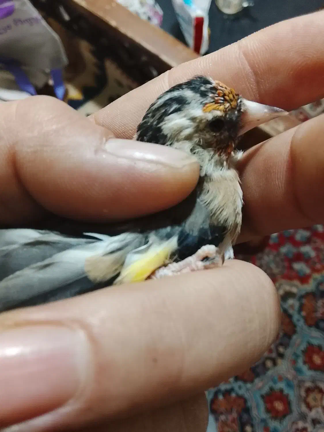 جوجه سره متولد قفس|پرنده|اسلام‌شهر, شهرک واوان|دیوار