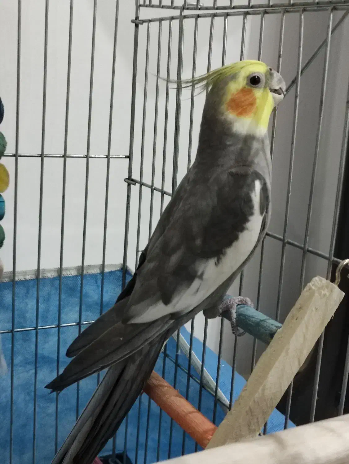 عروس هلندی|پرنده|الوند, |دیوار