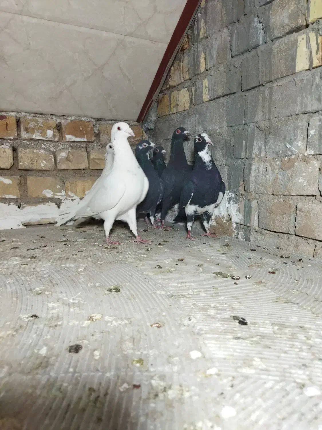 کفتر پلاکی دسته رسید|پرنده|یزد, |دیوار