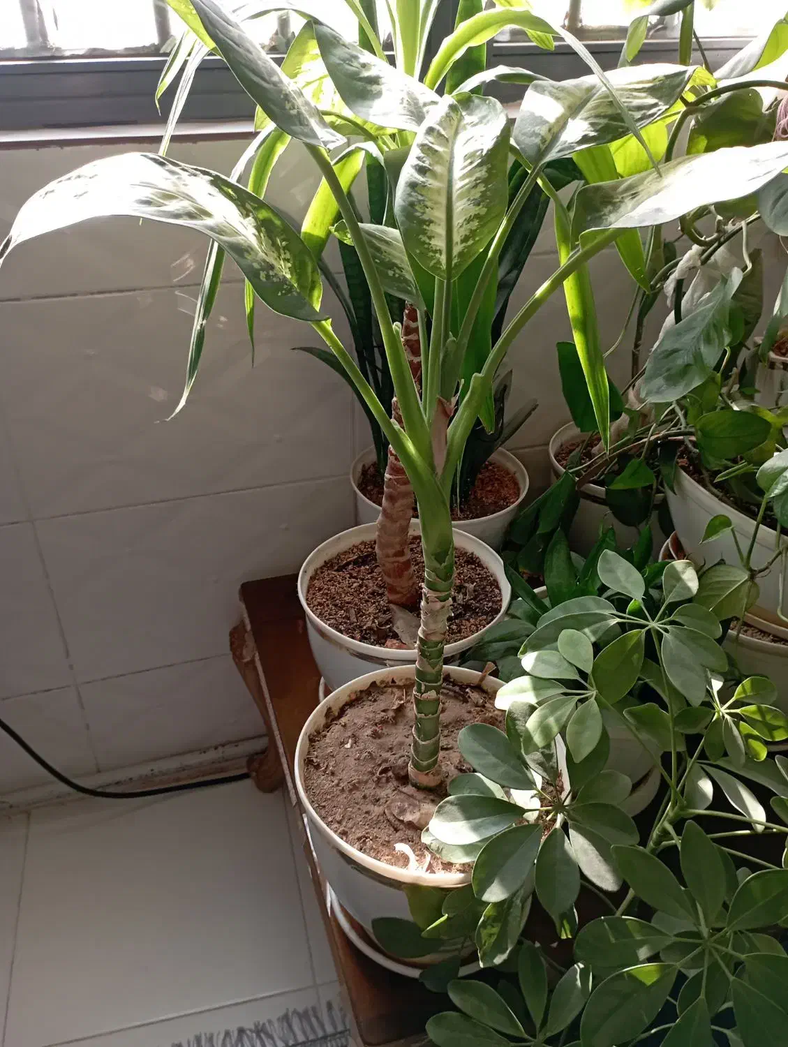 گل اپارتمانی|گل و گیاه طبیعی|پاکدشت, پاکدشت (مامازند)|دیوار