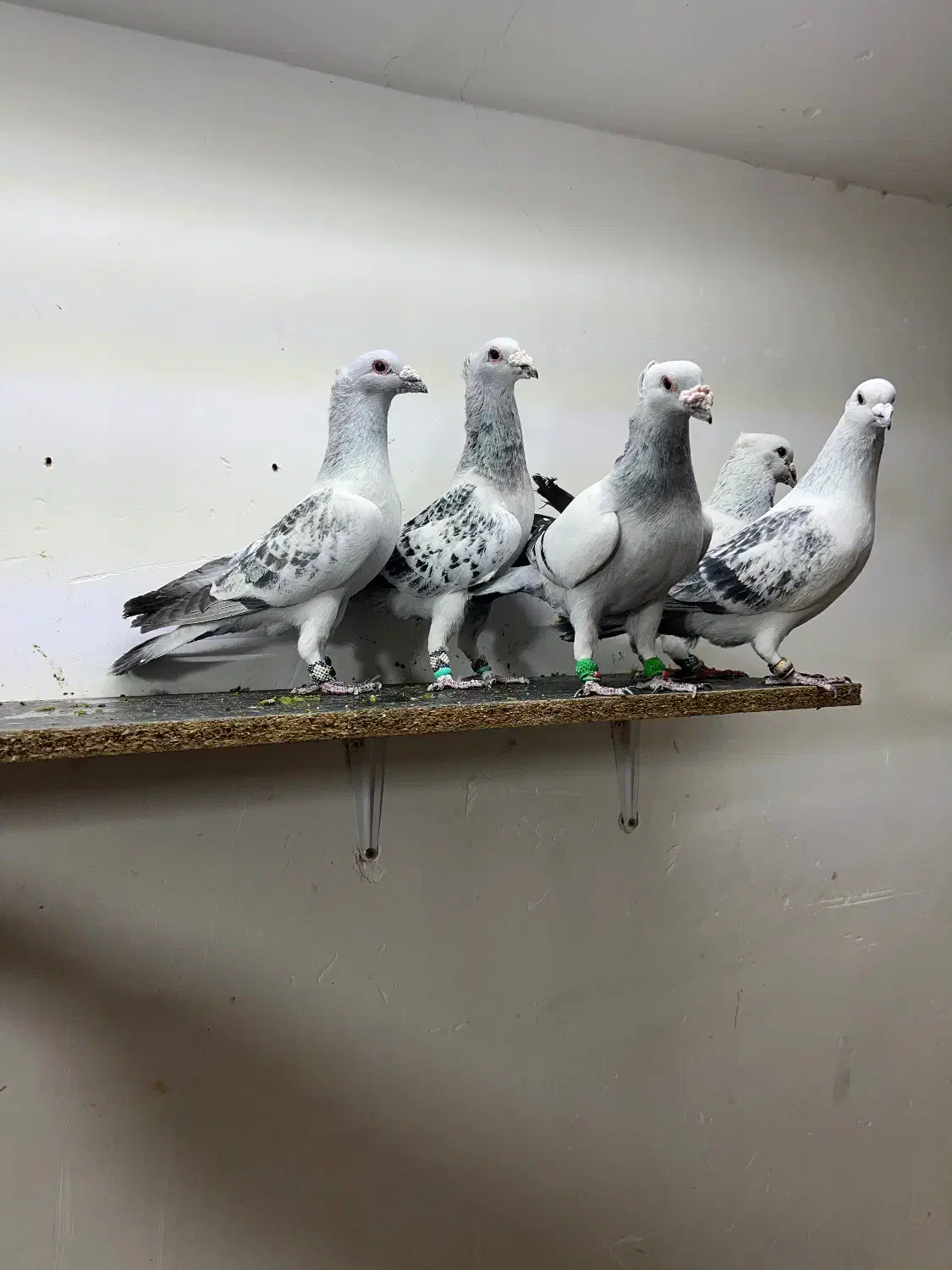 پرنده کبوتر کرمانی|پرنده|کرمان, |دیوار