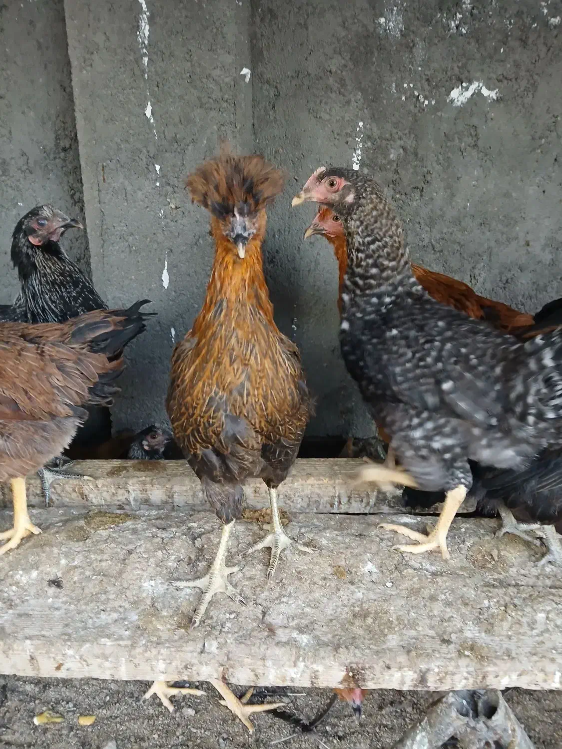 کود مرغی|گل و گیاه طبیعی|مشهد, نوید|دیوار