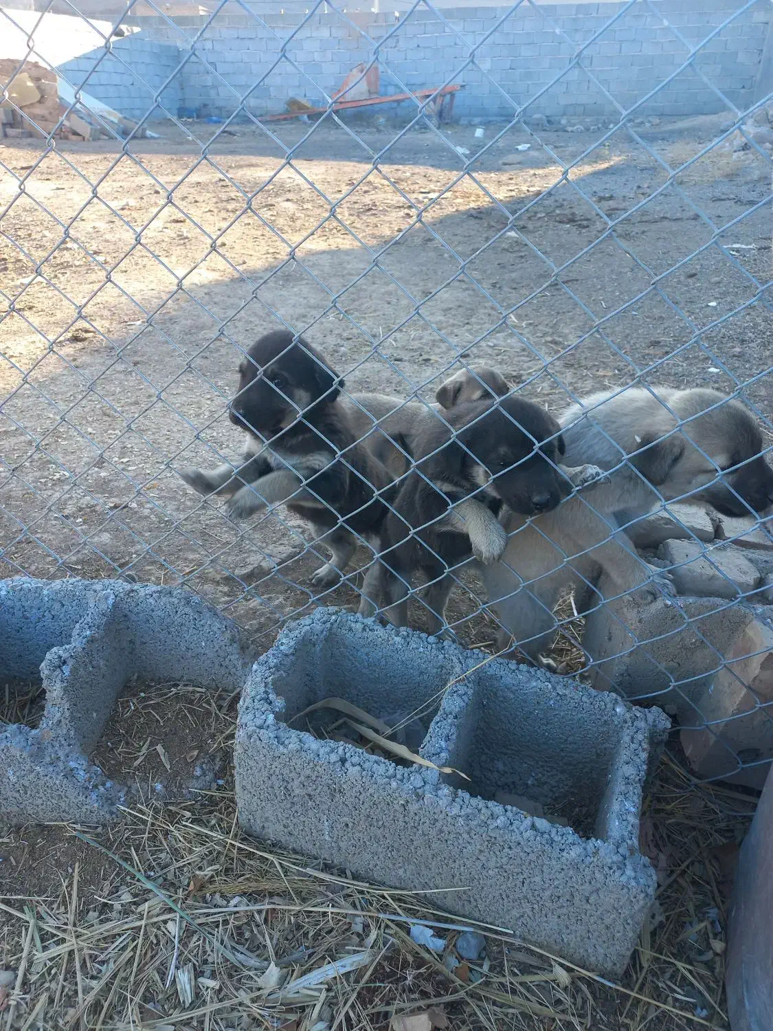 سلام سگ کانگال|سگ|صوفیان, |دیوار