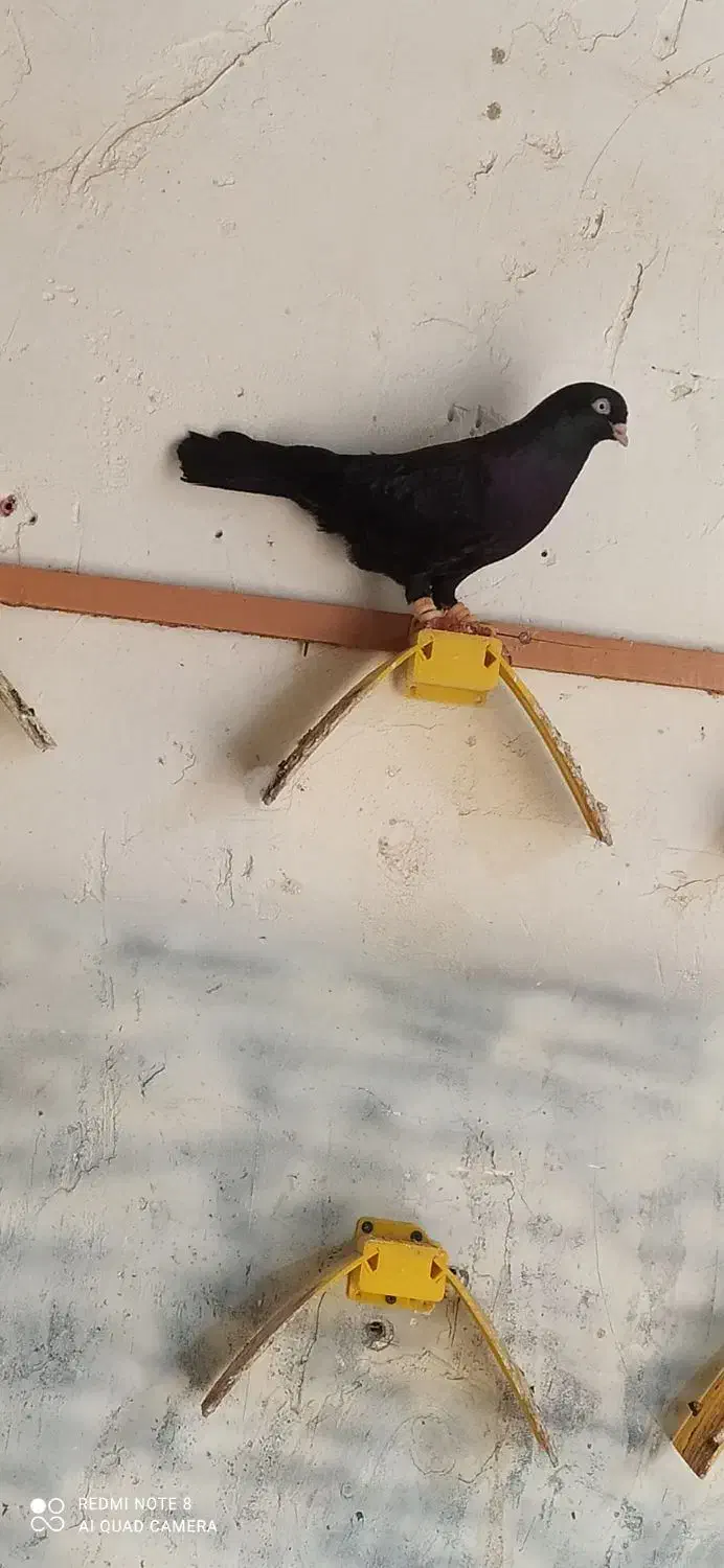 زاغ آبادانی|پرنده|بندر کنگان, |دیوار