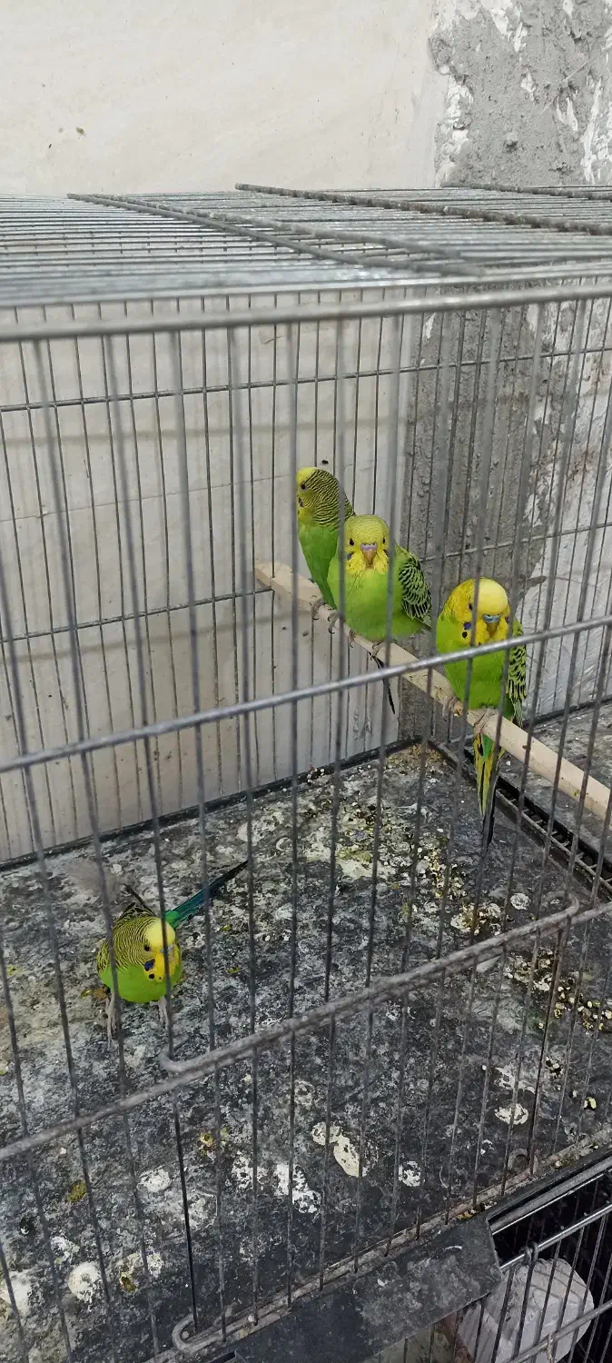 مرغ عشق|پرنده|سراوان, |دیوار