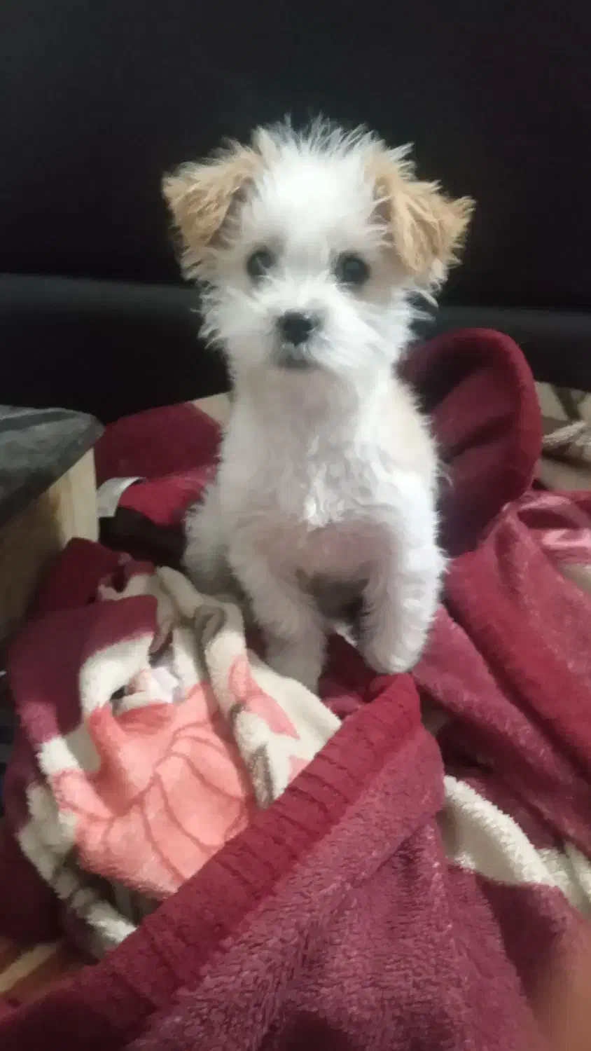 سک ۸ماه|سگ|اردبیل, |دیوار