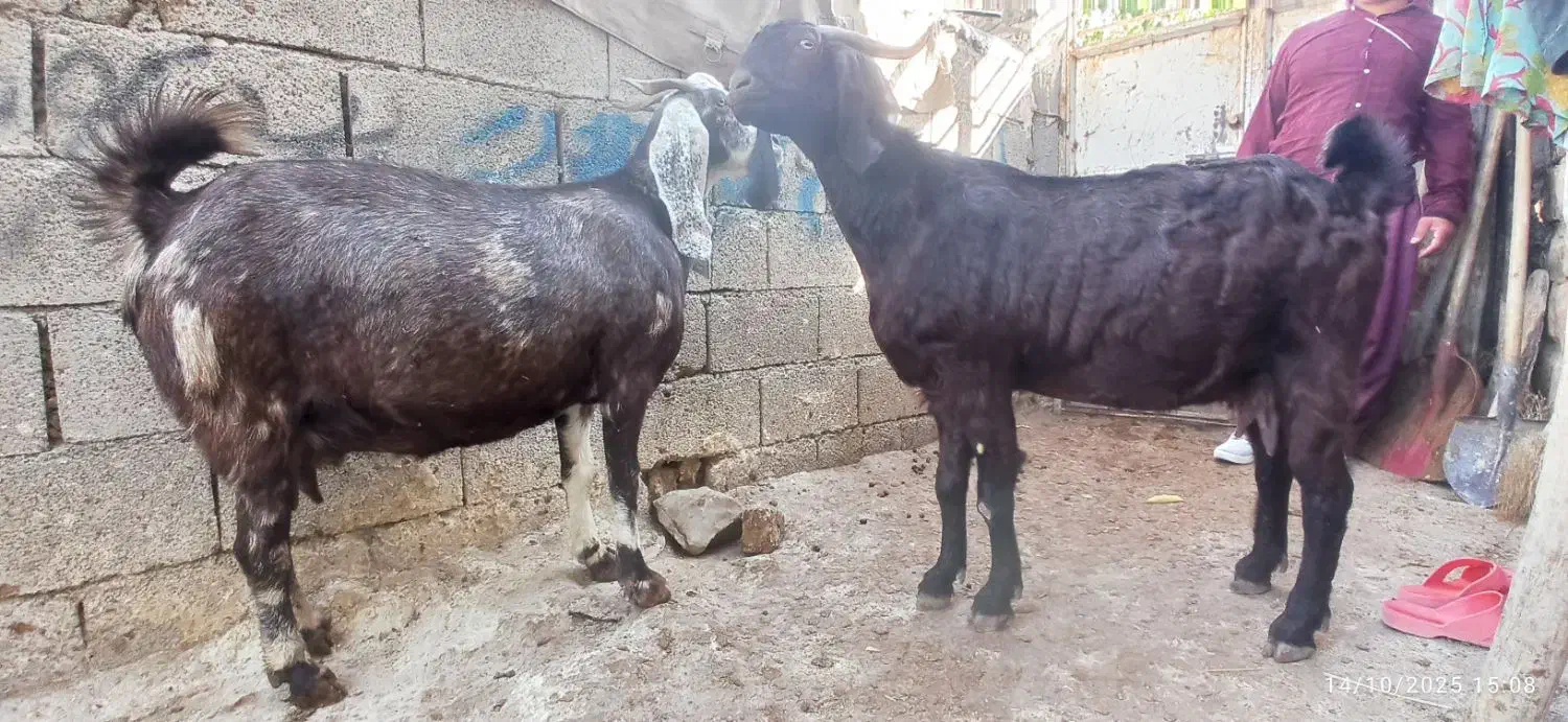 دوراس بزجوان آبستن دوقلو زا ۳۰ میلیون|حیوانات مزرعه|جوانرود, |دیوار