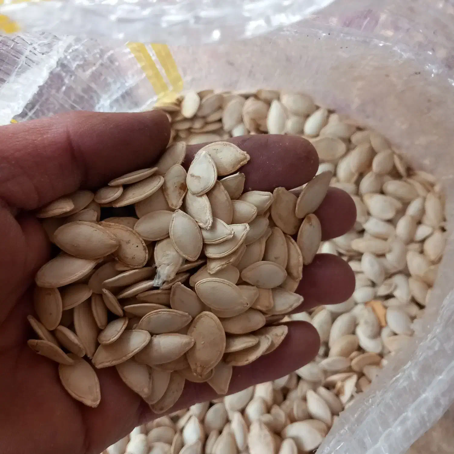 تخم کدو|خوردنی و آشامیدنی|پادنا, |دیوار