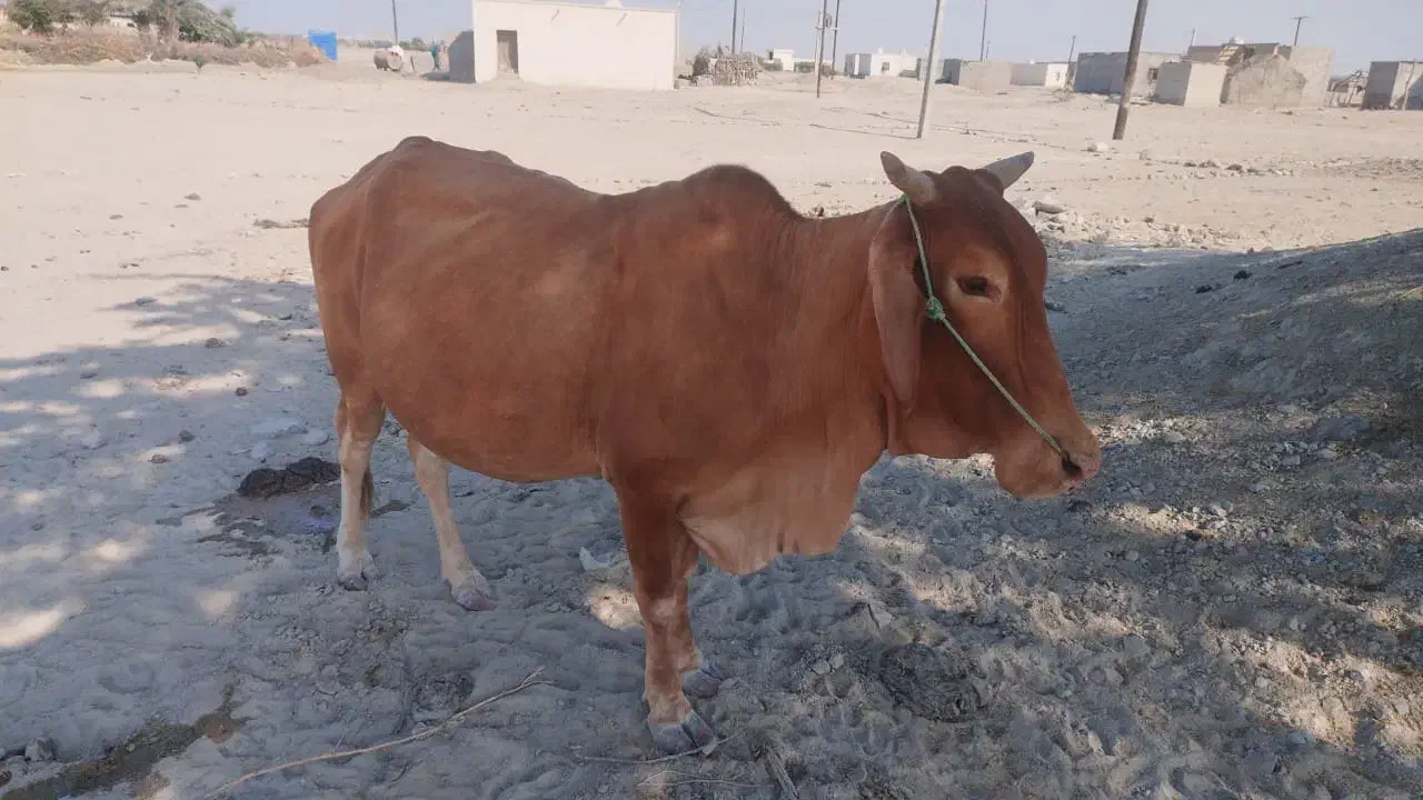 گاو فروشی آبستن 7ماهشه|حیوانات مزرعه|کهیر, |دیوار