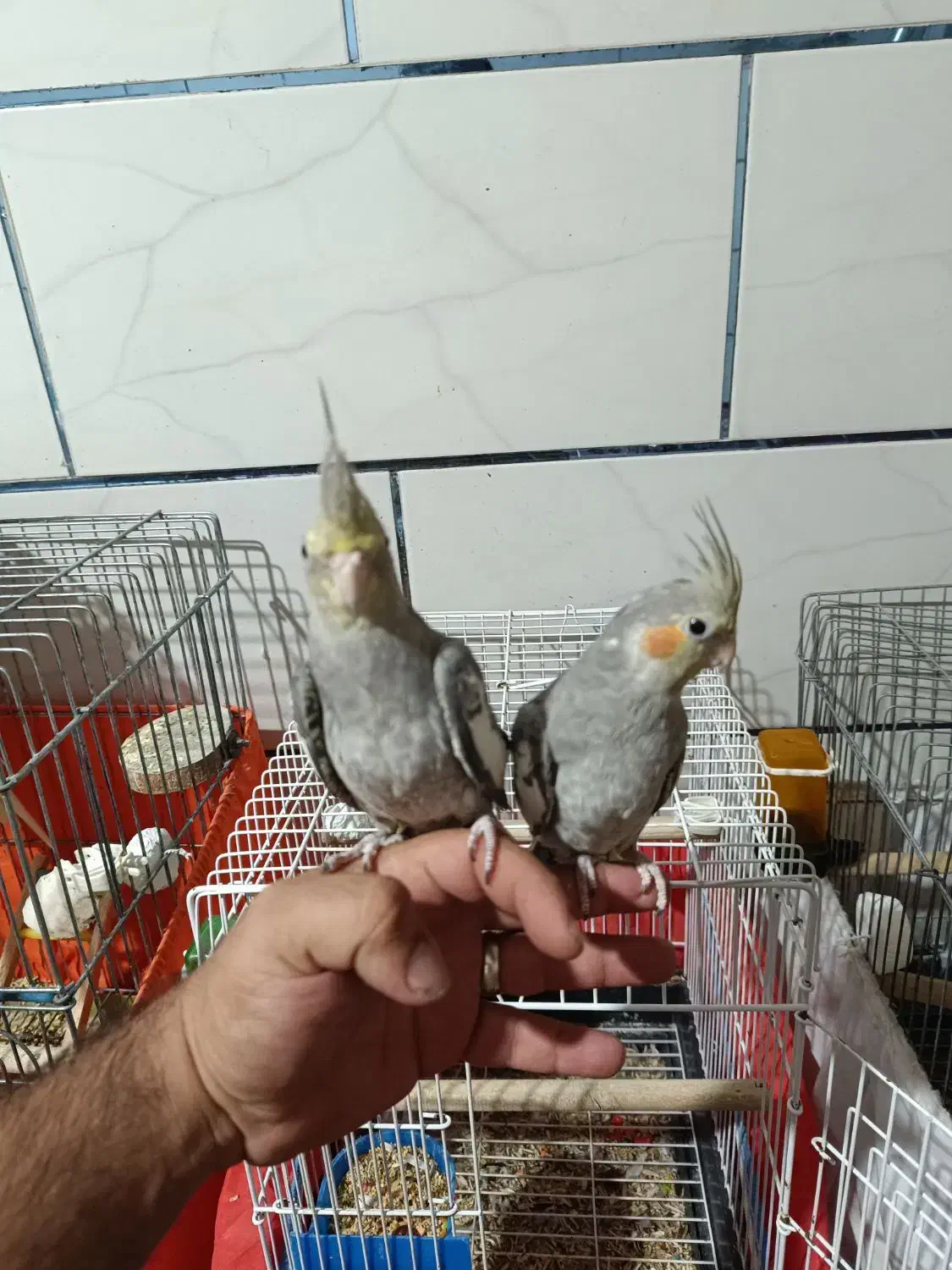 فروش فوری عروس هلندی دستی یک جفت|پرنده|شیراز, سیاه سنگ|دیوار