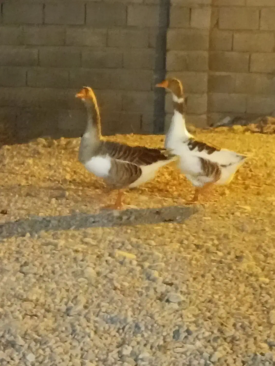 دوتاغاز به بفروش|حیوانات مزرعه|بندرعباس, |دیوار