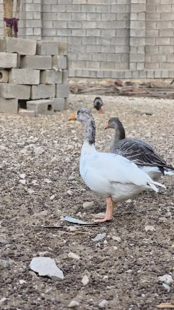 غاز|حیوانات مزرعه|خورموج, |دیوار