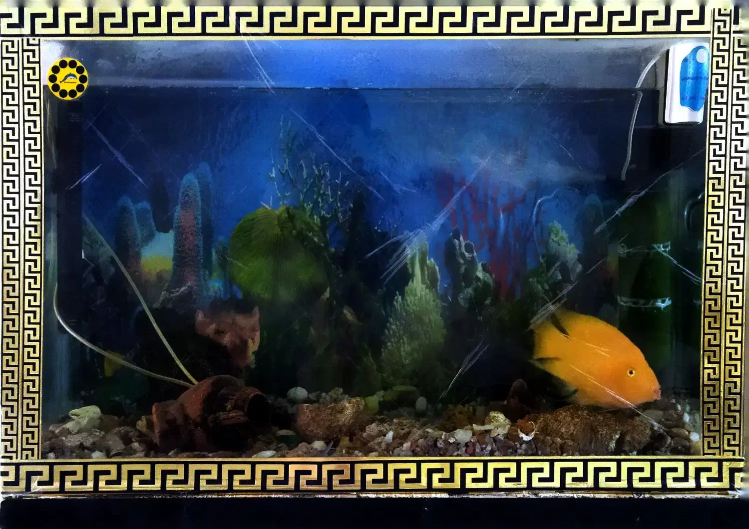 ماهی آکواریوم|ماهی|محمدشهر, محمدشهر|دیوار