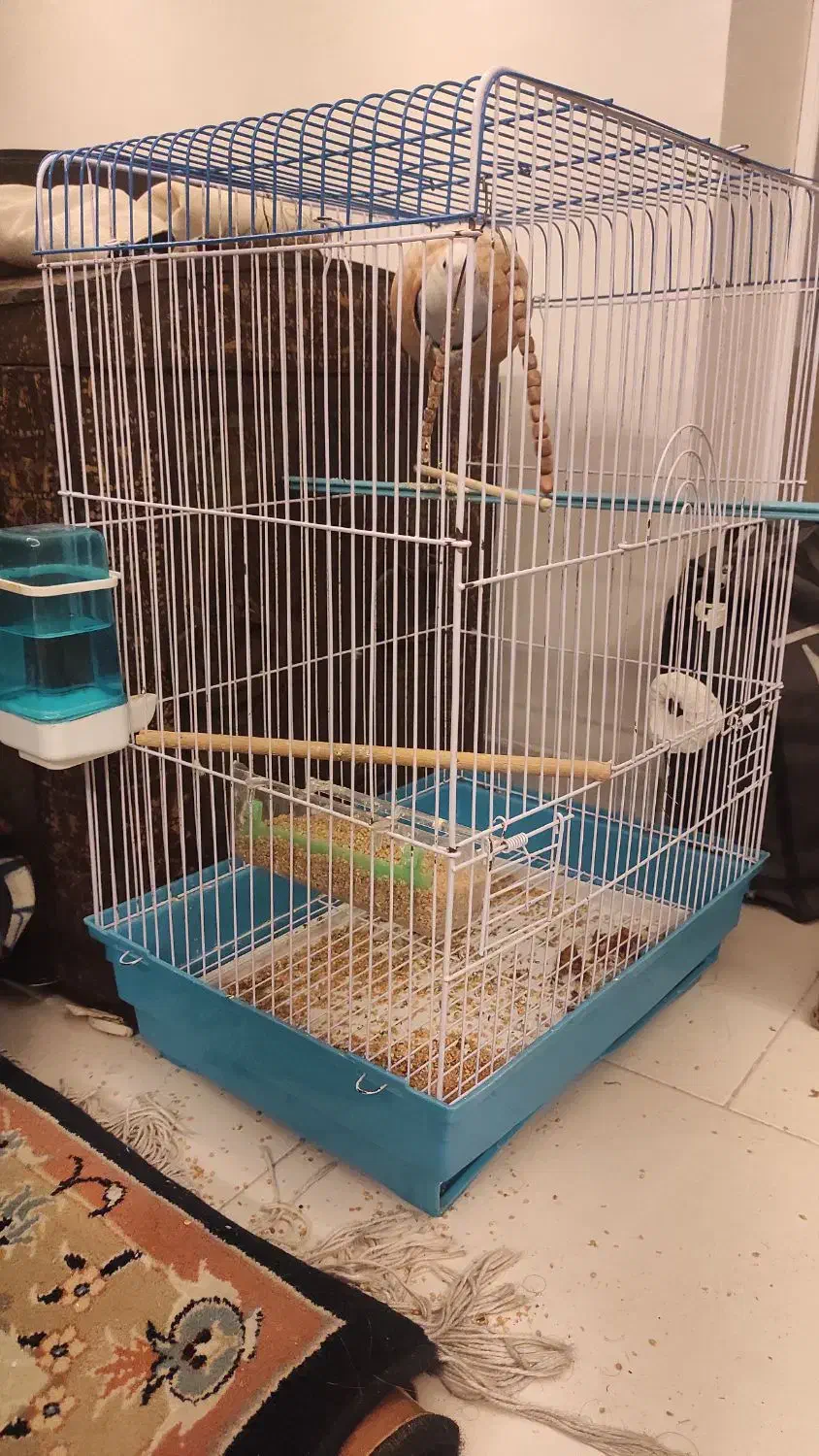 طوطی کوتوله  برزیلی ماده  آبی طوسی با قفس|پرنده|رشت, کوی مهر|دیوار