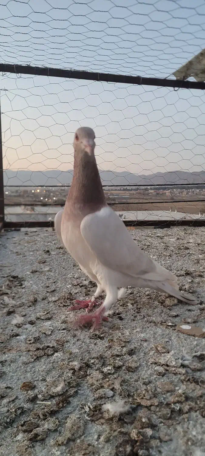 کفتر پرنده|پرنده|بجنورد, |دیوار