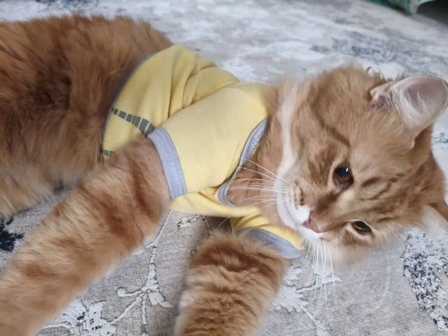 پرشین اسکاتیش|گربه|بندر ماهشهر, |دیوار