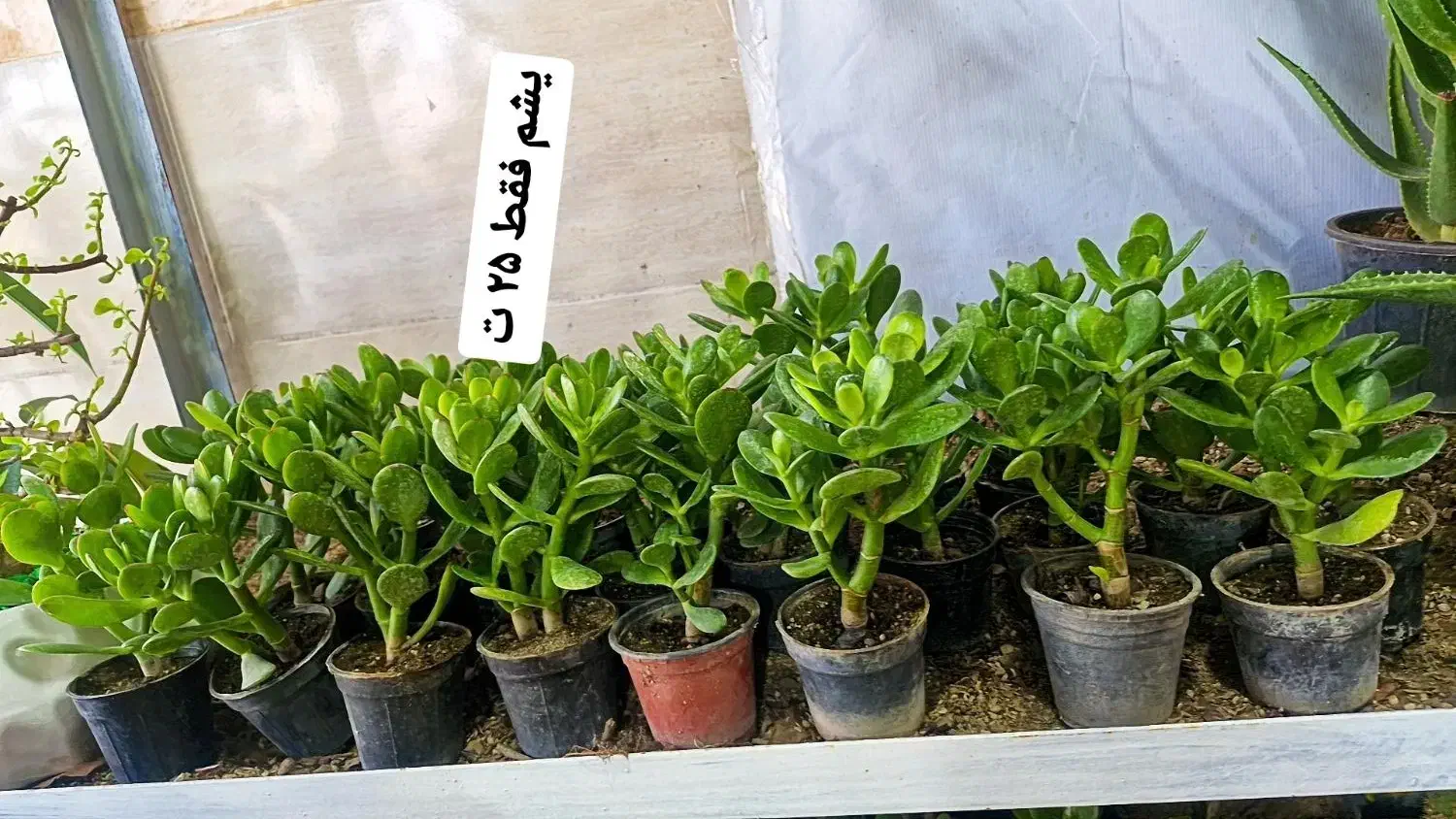 یشم گیاه ثروت ۲۵ ت|گل و گیاه طبیعی|بیرجند, |دیوار