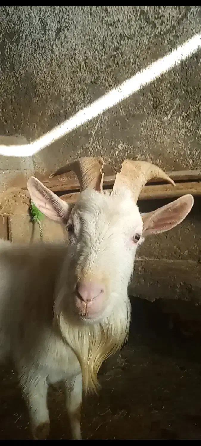 بز سانن پلاک فرانسه|حیوانات مزرعه|بیستون, |دیوار