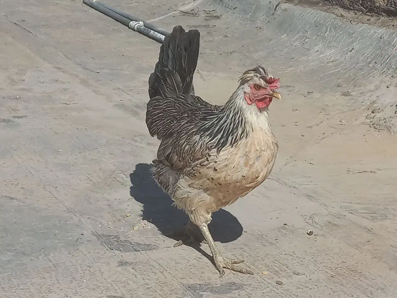 مرغ بومی تخم گذار ۲ ساله|پرنده|اصفهان, سپاهانشهر|دیوار