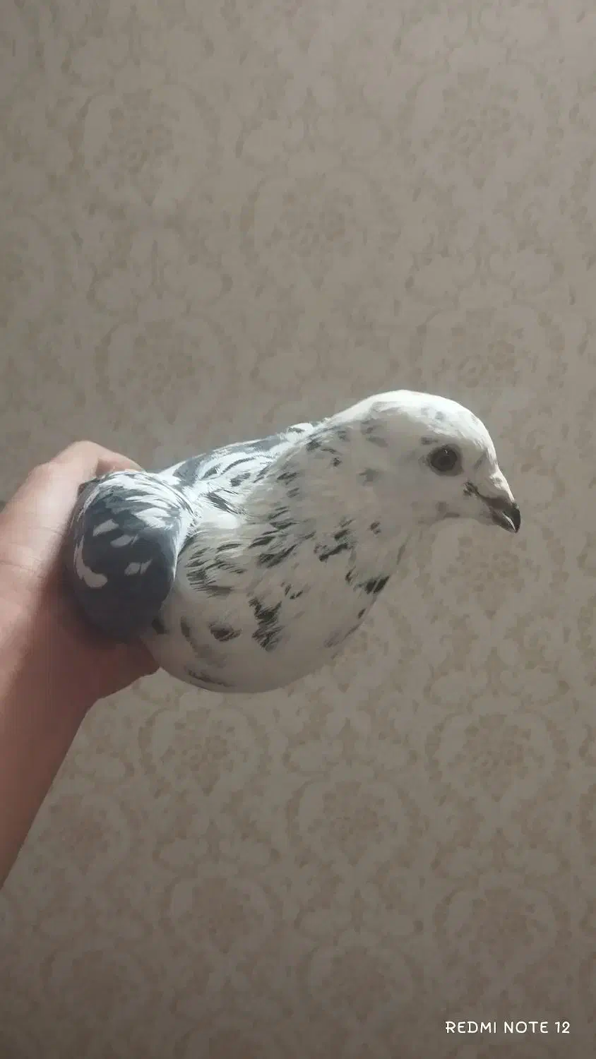 کفتر|پرنده|مشهد, هفت تیر (نه دره)|دیوار