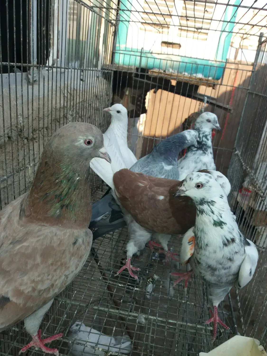 کفتر.کبوتر تهرانی پرشی ساعت دار|پرنده|شهریار, شهرک امیریه|دیوار