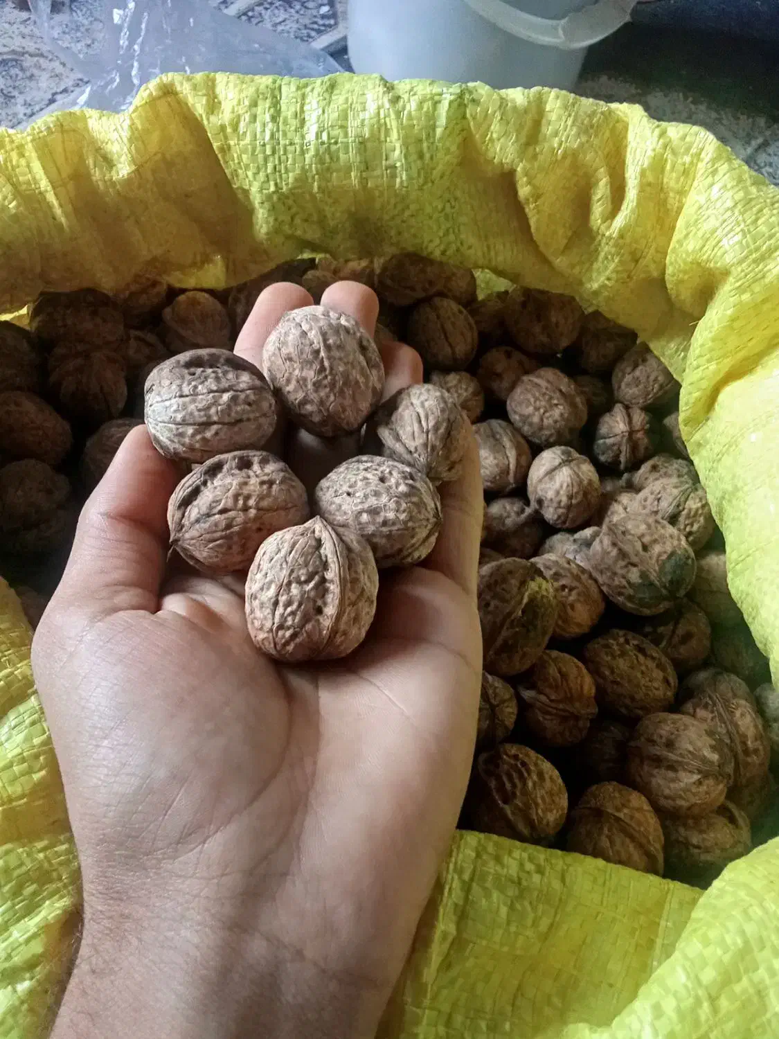 گردو جنگلی|خوردنی و آشامیدنی|دوزین, |دیوار