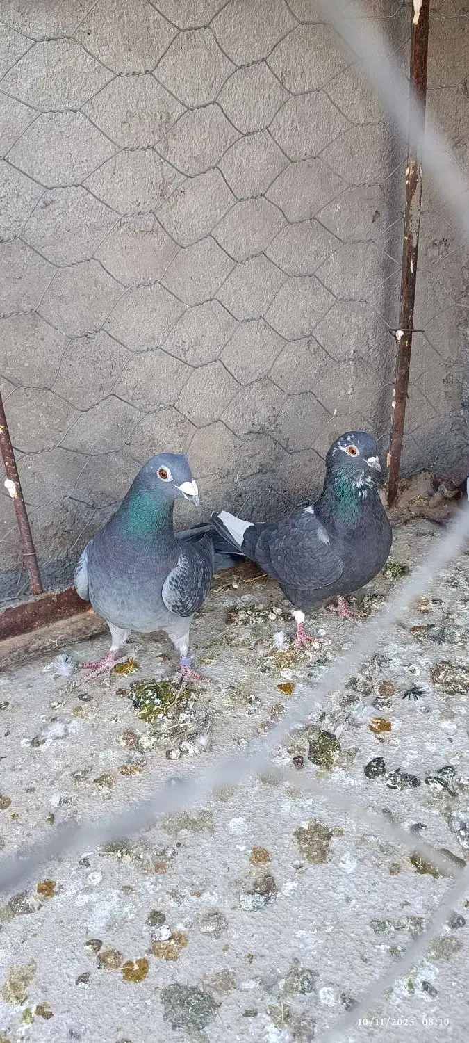 کفتر سار موشی پر خال، آلمانی|پرنده|مشهد, شهرک مهرگان|دیوار