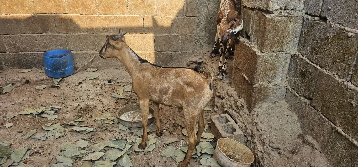 نری چاق سن پایین ۱۲کیلو گوشت|حیوانات مزرعه|قشم, |دیوار