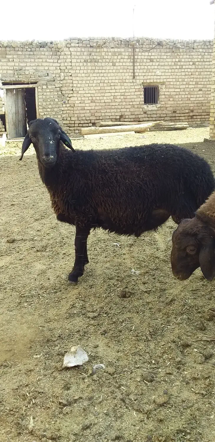 دوراس بره نر همو هفت ماهه|حیوانات مزرعه|باغ حلی, |دیوار