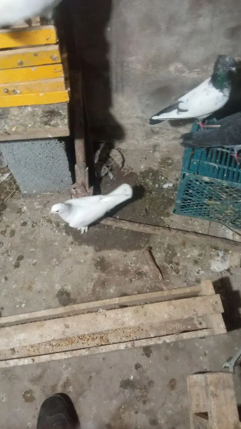 گم شده|حیوانات|کوثر, |دیوار