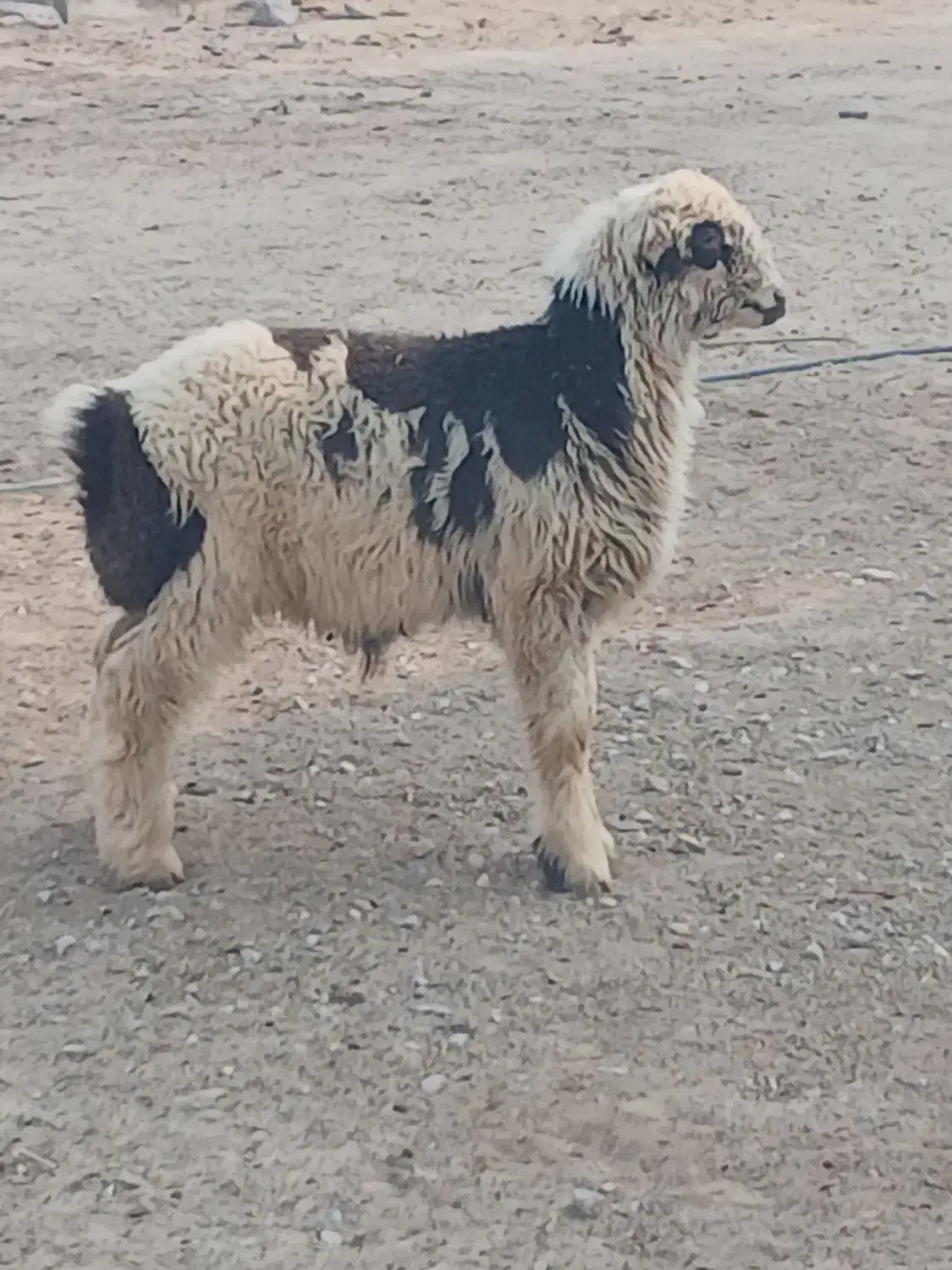 فروشی یک عدد بره|حیوانات مزرعه|آبپخش, |دیوار