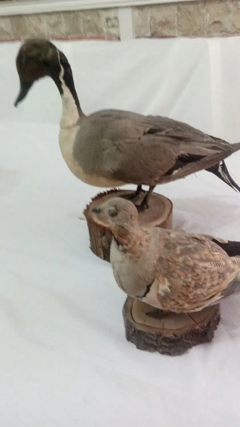 دکوری اردک و پرنده|مجسمه، تندیس، ماکت|اسکو, |دیوار