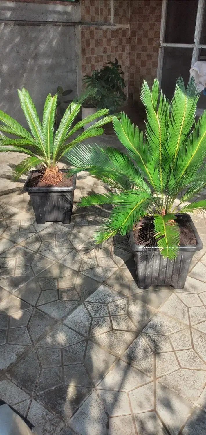 گل سیکاس و لیندا|گل و گیاه طبیعی|ارطه, |دیوار