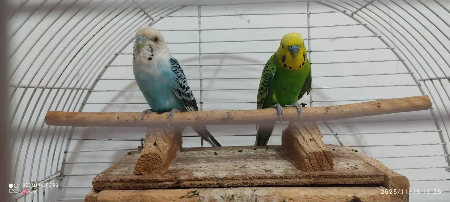 یک جفت مرغ|پرنده|قشم, |دیوار