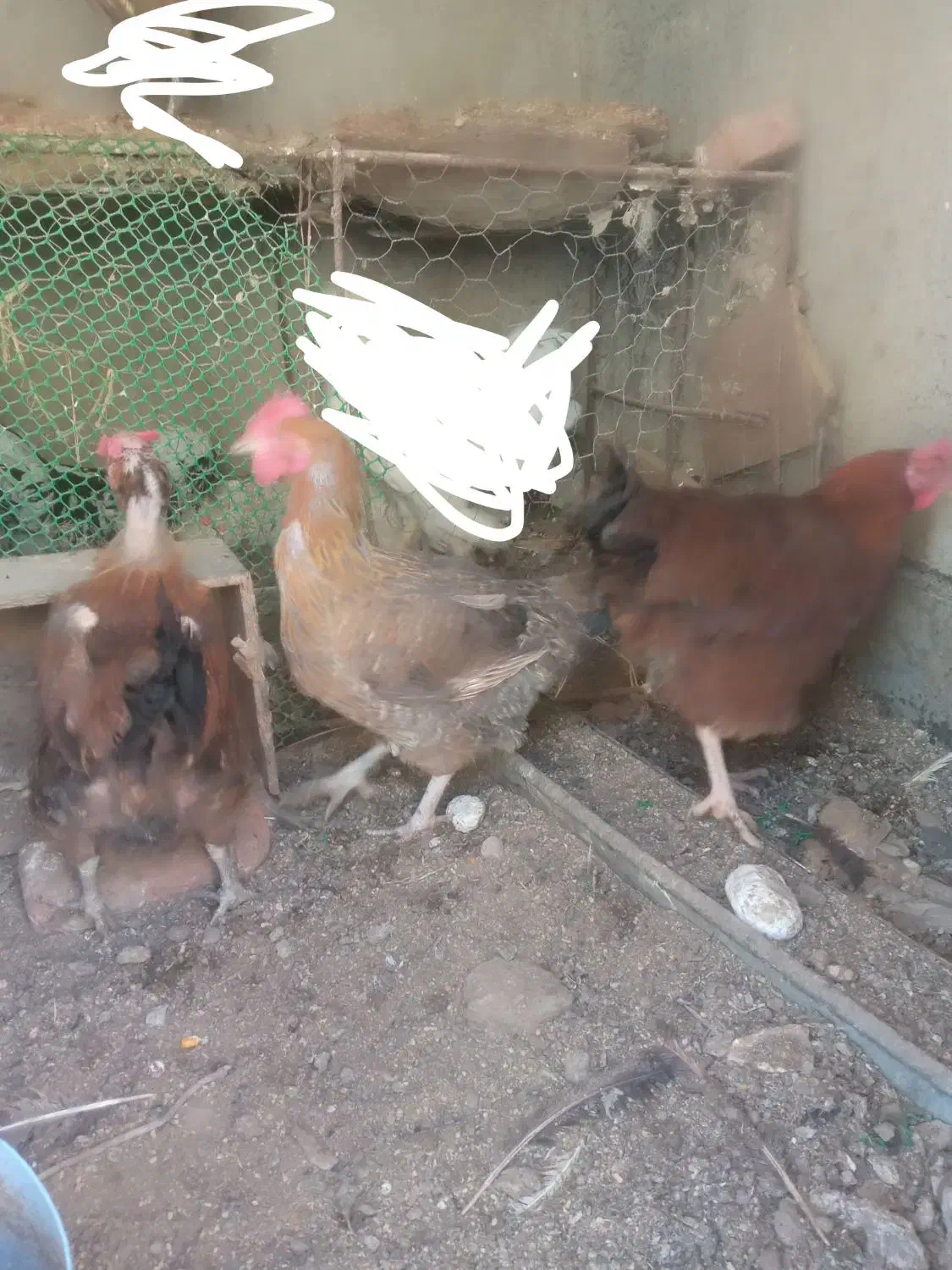 سه عدد مرغ تخم گذار|حیوانات مزرعه|آذرشهر, |دیوار