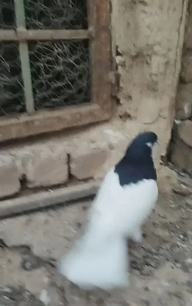 شصتی سیاه نر آس|پرنده|تاکستان, |دیوار