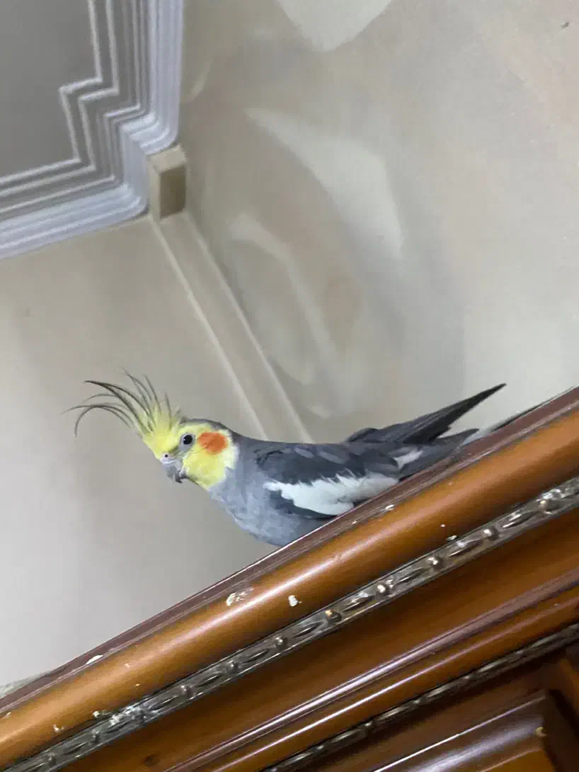 عروس هلندی مولد نر|پرنده|تهران, امیریه|دیوار