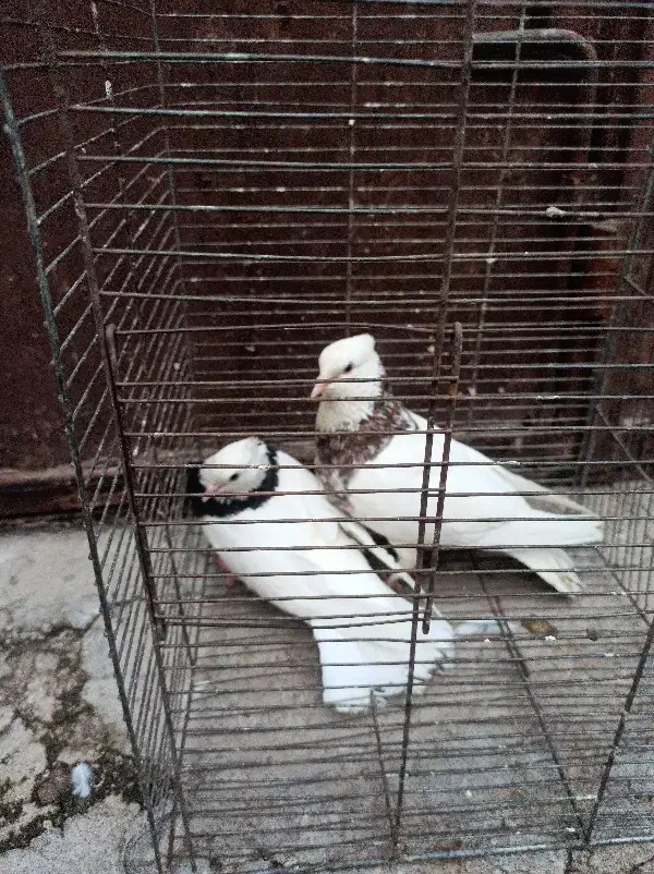 پرنده|پرنده|شوشتر, |دیوار