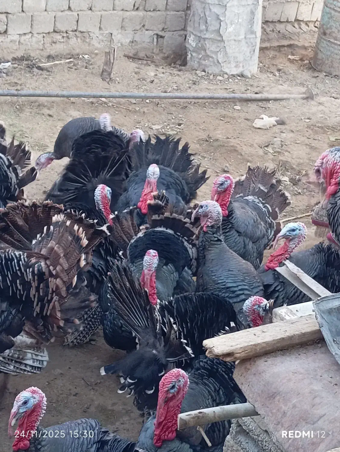 بوقلمون|حیوانات مزرعه|سقز, |دیوار