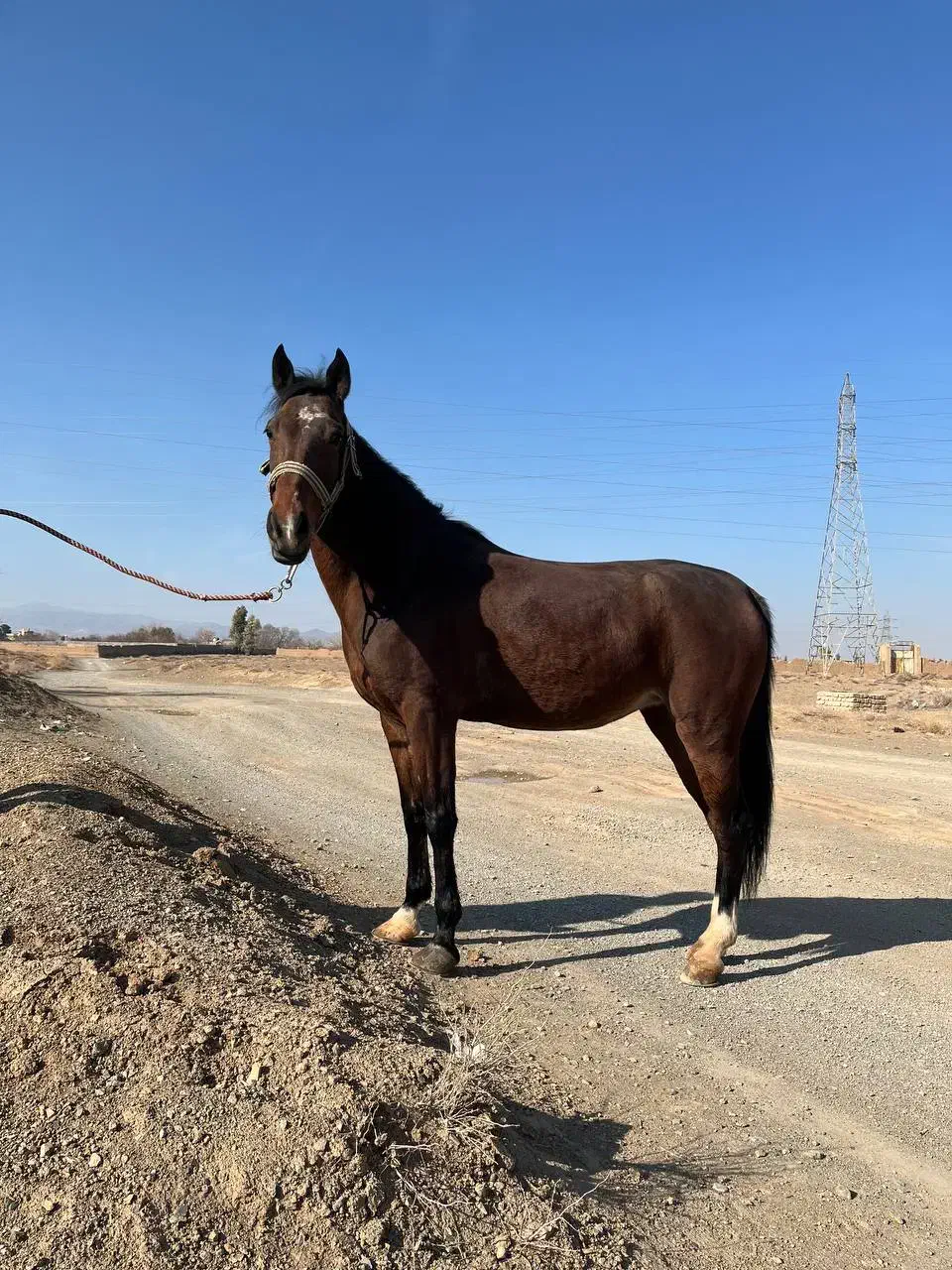 اسب|اسب و تجهیزات اسب‌سواری|ساوه, |دیوار