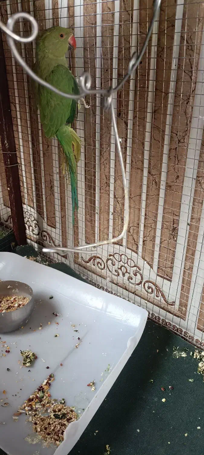 پرنده|پرنده|بیرجند, |دیوار