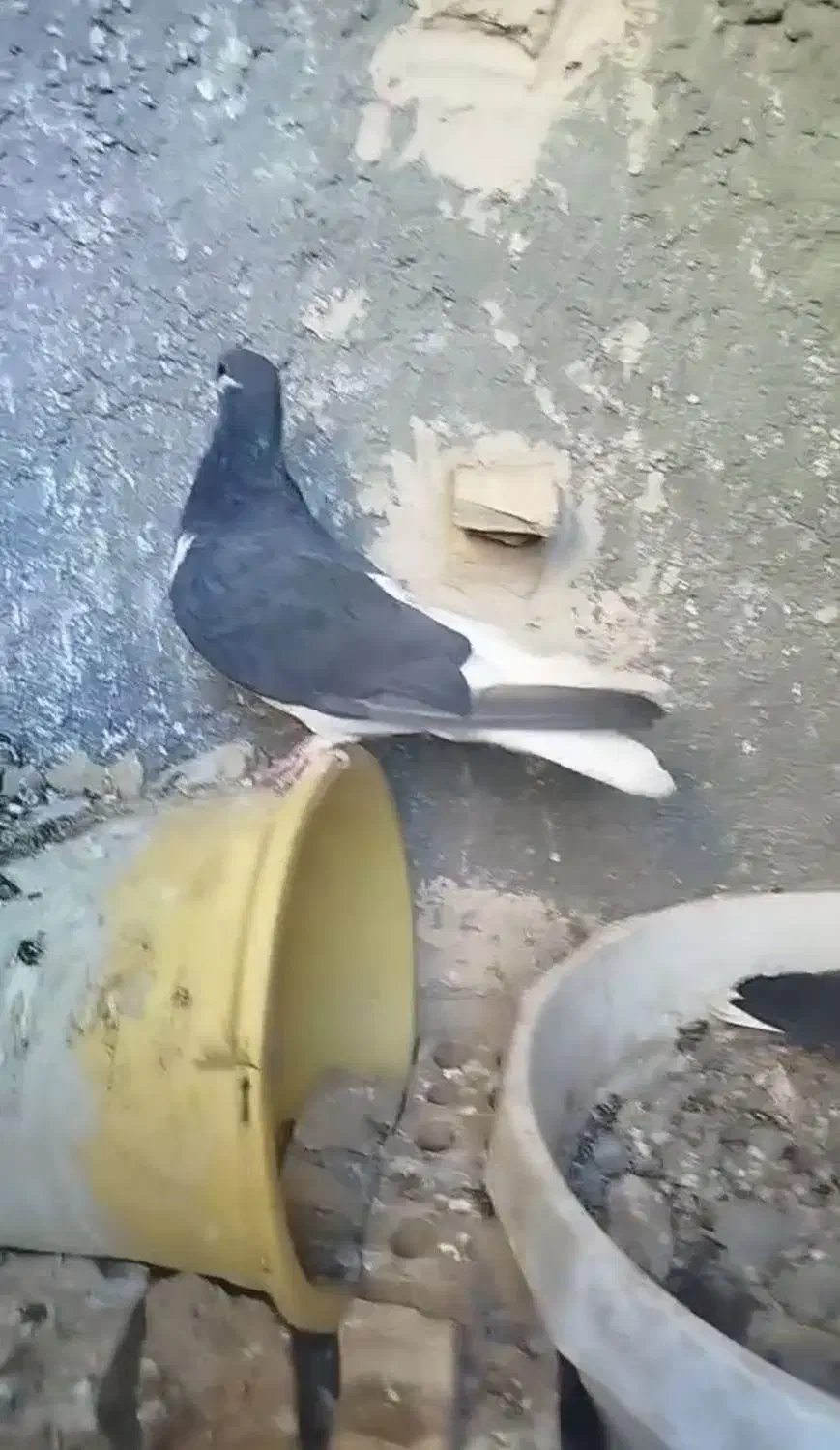 چندتا حیون رنگی|پرنده|رادکان, |دیوار