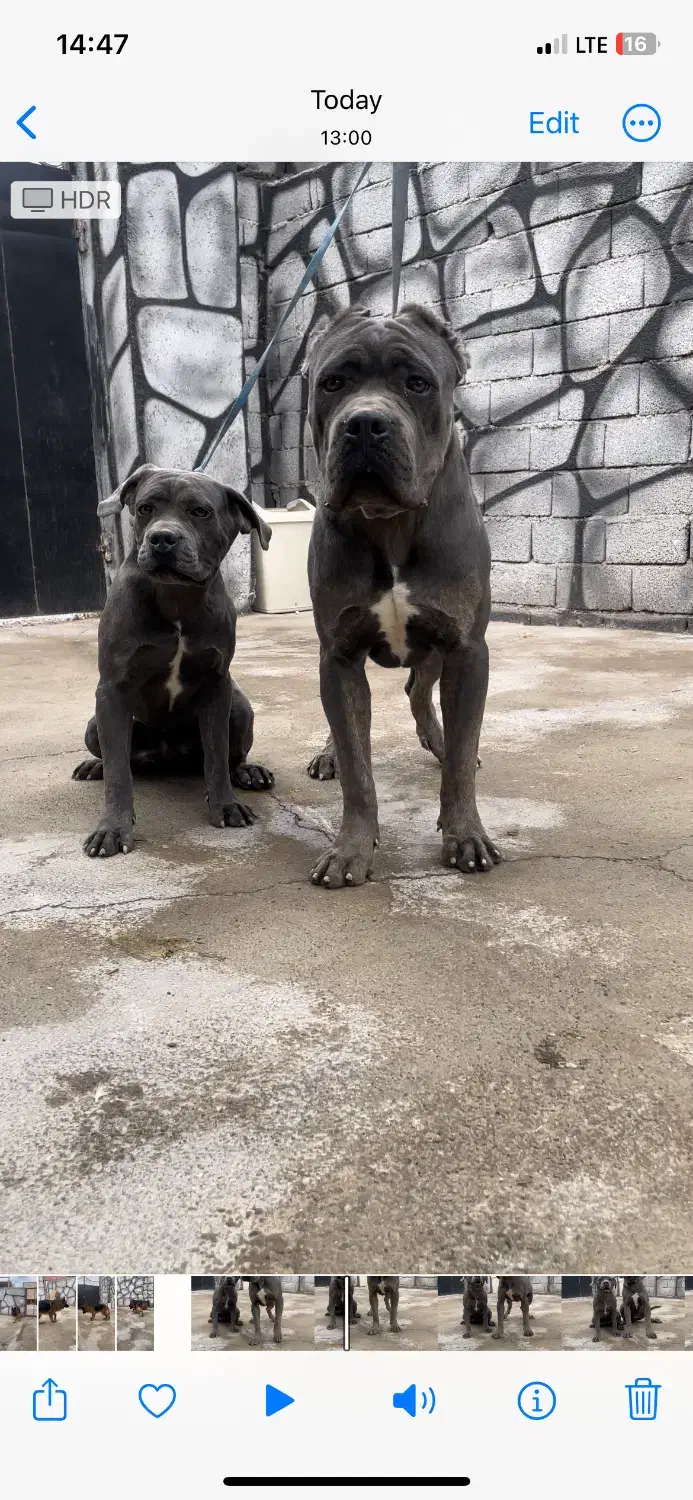 یک جفت توله کن کورسو کلکسیونی|سگ|تهران, قیطریه|دیوار