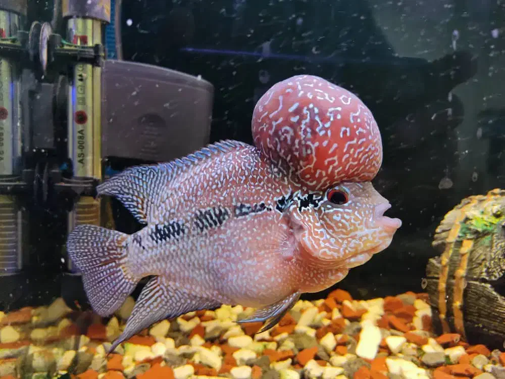 فروش ماهی آکواریوم|ماهی|قشم, |دیوار