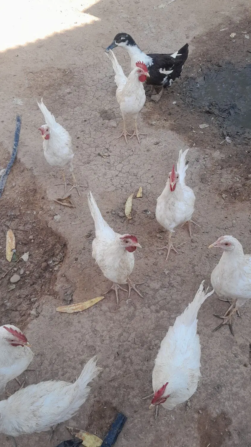 خروس|حیوانات مزرعه|حلب, |دیوار
