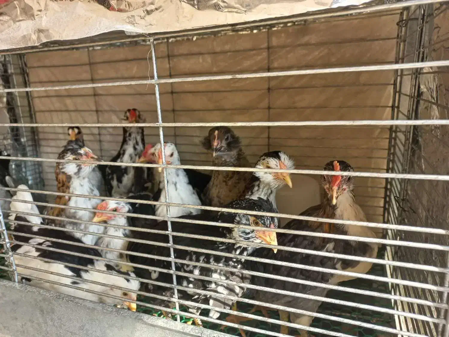 نیمچه گلین دو ماهه|حیوانات مزرعه|بابل, |دیوار